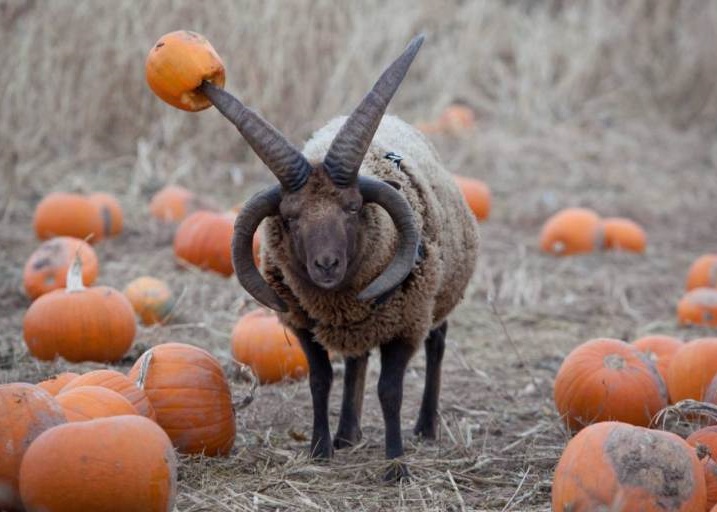 Ӣ���۹�ũ������4��������ũ��������ƪ