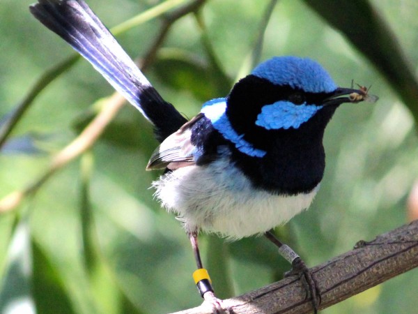 澳大利亚鸣禽壮丽细尾鹩莺的胚胎也能学习分辨它们听到的叫声