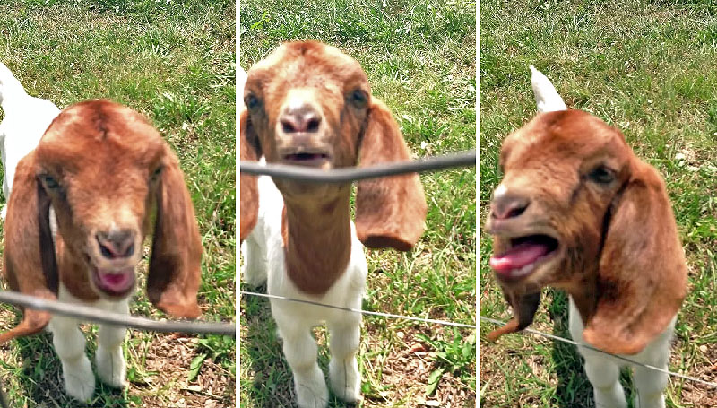 美国田纳西州一只山羊不管主人说什么 它总是回应“what、what(什么)?”