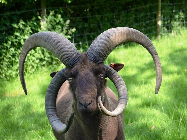 Ӣ������ð�����繫԰����һȺ���ͷ����� ���˾��롰��ײ��