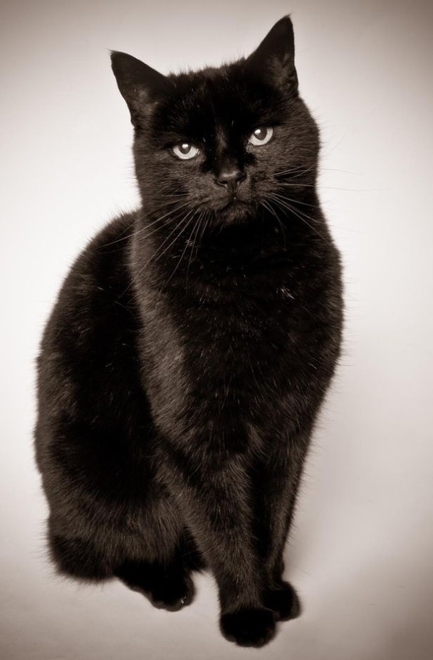 ��è��ָ��Ů�׵ĳ���֮һ