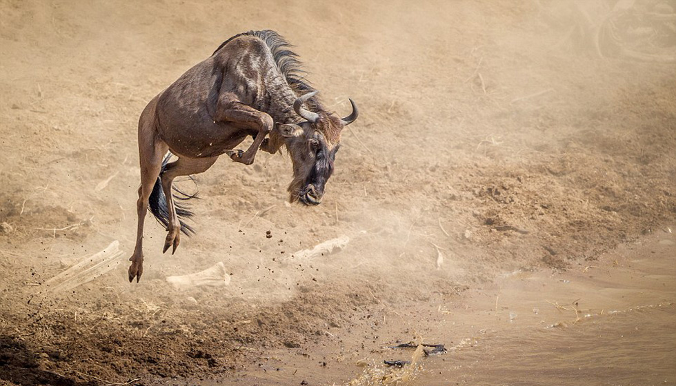 ��һ��һ�ȵĴ�Խ�����Ӵ�Ǩ���У���ֻ�����Ӱ������������ɶ������ӡ�