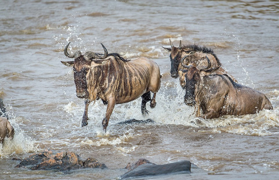 ����ɹ��ְ���Σ��Ҳ���ɴ��ڣ��������ʨ���Ա����๷��ʱ���ܶԽ�������������