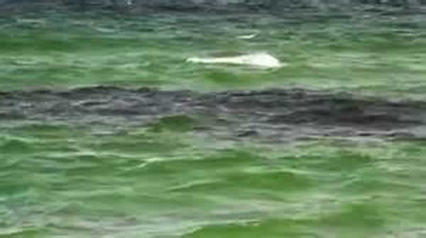 有关南极30米神秘巨人Ningen的一些图片