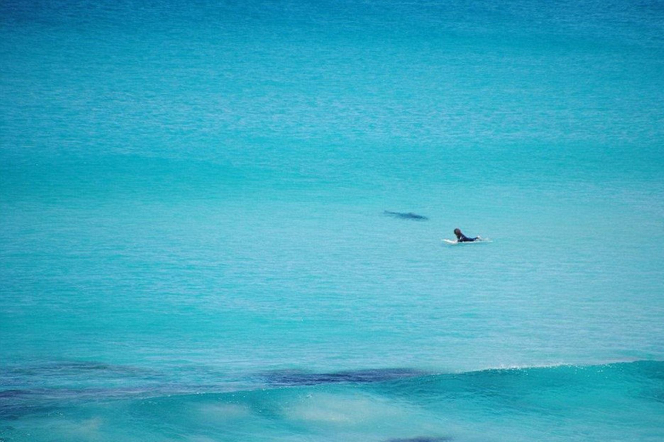 澳洲大白鲨跟踪冲浪者惊悚照曝光