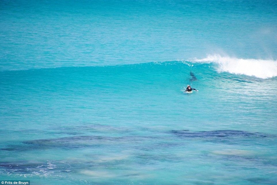 澳洲大白鲨跟踪冲浪者惊悚照曝光