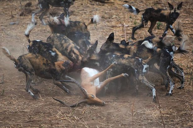 津巴布韦的马纳潭国家森林公园一群野狗和土狼群的晚餐争夺战
