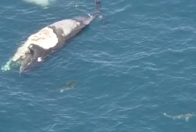 鲸尸被鲨鱼包围