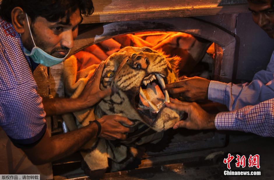 ����ʱ��2014��11��2�գ�ӡ���µ��ӡ�Ȼ���������Ա�ڹ��Ҷ���԰���ٷǷ�Ұ��������Ʒ�����ƶ�����Ʒ�Ƿ�ó�ס�