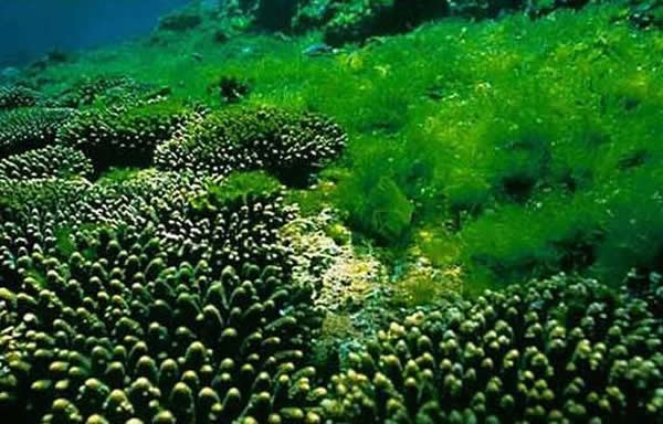 ��ѧ�����ⷢ��һ������ֲ������ز��� �ܹ��ı������˼����ʽ