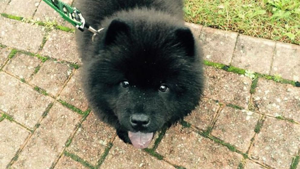 英国一只网络走红的黑色松狮犬Misiu被偷走