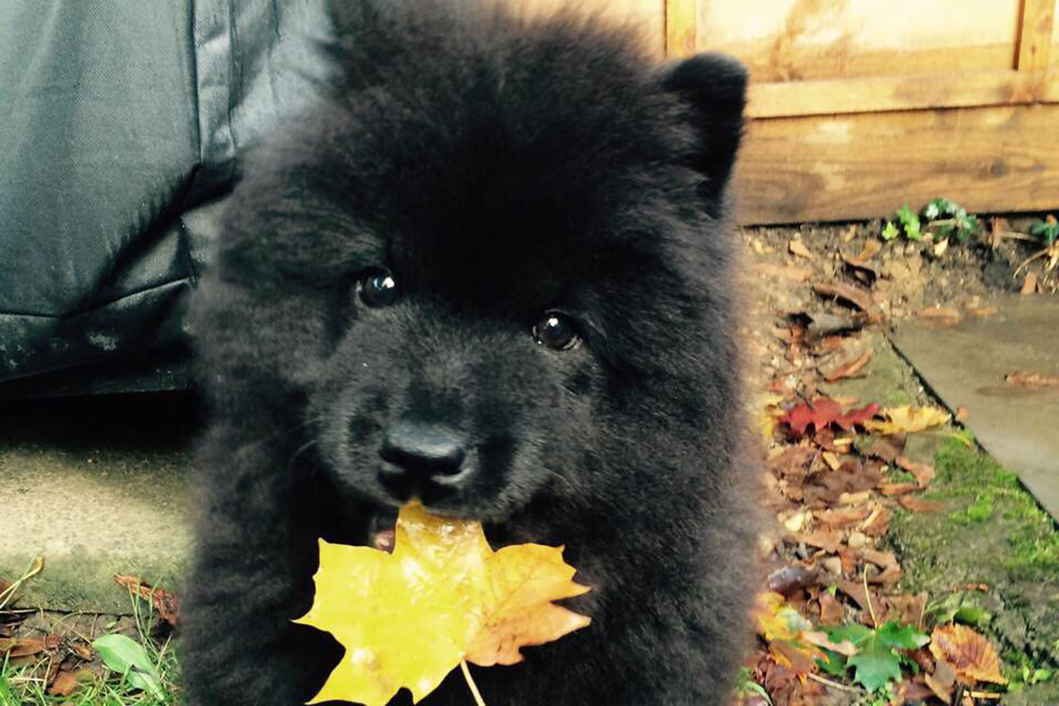 英国一只网络走红的黑色松狮犬Misiu被偷走