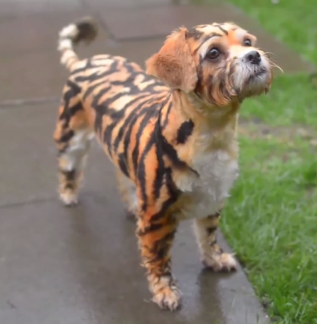 英国街头惊现小老虎?原来是骑士比熊犬