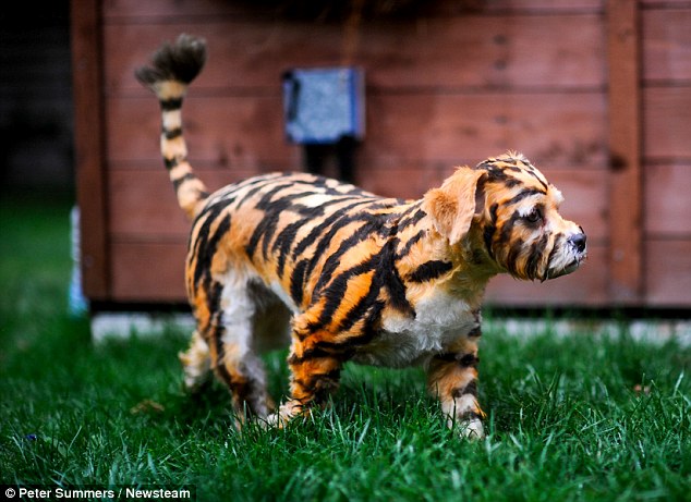 英国街头惊现小老虎?原来是骑士比熊犬