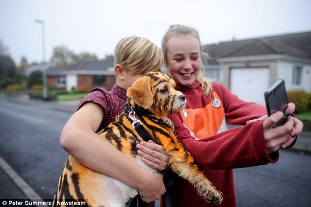 英国街头惊现小老虎?原来是骑士比熊犬