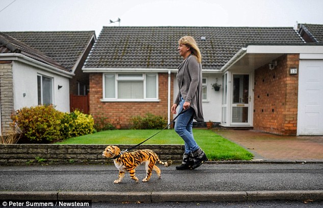 英国街头惊现小老虎?原来是骑士比熊犬