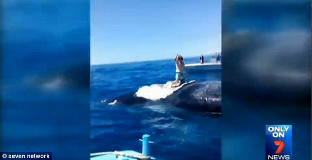 澳洲“狂男”游过大白鲨身边爬上座头鲸尸体