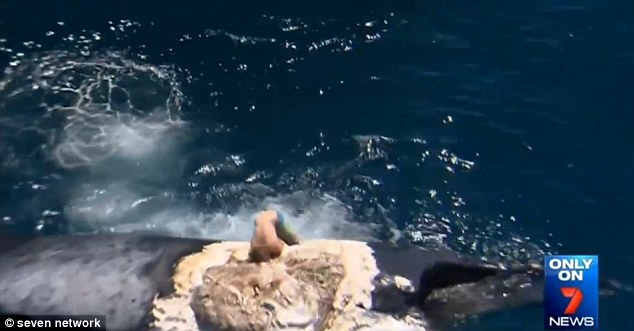 澳洲“狂男”游过大白鲨身边爬上座头鲸尸体
