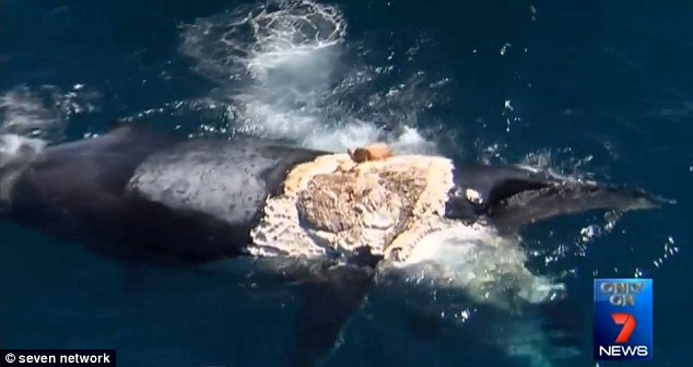 澳洲“狂男”游过大白鲨身边爬上座头鲸尸体