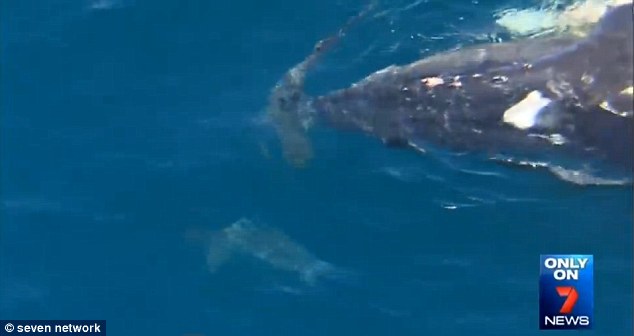 澳洲“狂男”游过大白鲨身边爬上座头鲸尸体