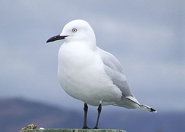 �������������ű���ָ�����غ���Ÿ(ͼ)���������ϼ��١�