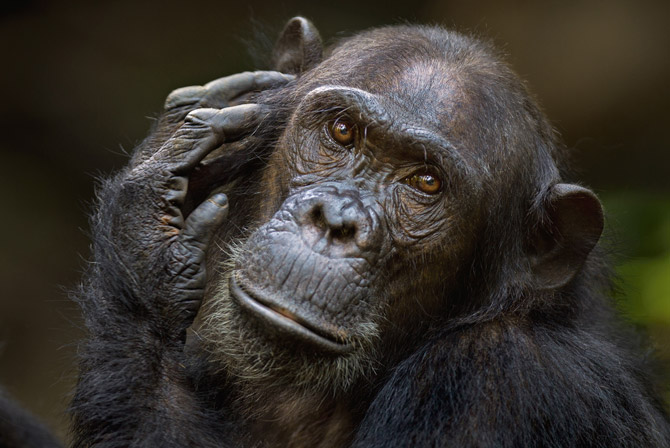 ��һֻ�쳣�а��ġ������չˡ������͵�ĸ�����ɣ����о�Ա����ɯ��‧¡˹�����ô���ݸ��ǡ��о���Ա��Ϊ����æ�������Լ���һ��˫��̥���ã�����𡹺͡���