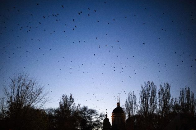 �����񻯵���ŷ�������������