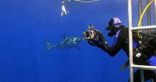 荷兰自然保护协会摄影师潜入海中与大白鲨亲密合影