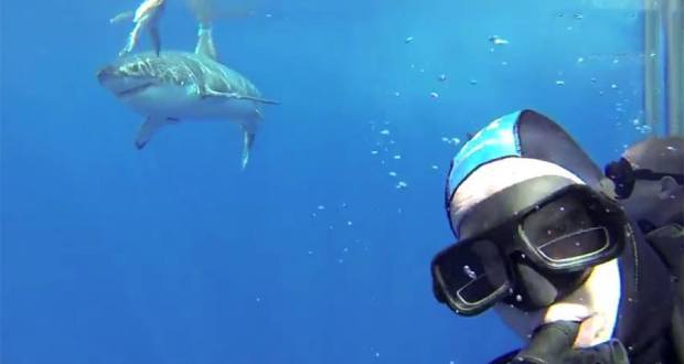 荷兰自然保护协会摄影师潜入海中与大白鲨亲密合影