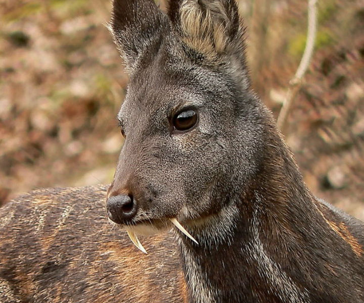 科学家在阿富汗东北部发现消失60年长有尖牙的马麝