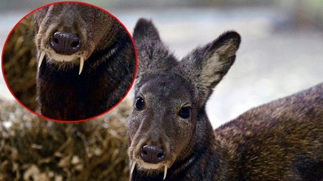 科学家在阿富汗东北部发现消失60年长有尖牙的马麝