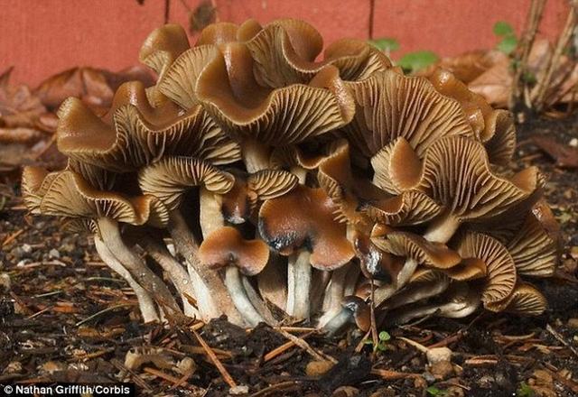 ��ѧ�������о������»�Ģ���а���һ������Ļ�ѧ���ʣ����Դ��Բ���������ͨ���Ը�Ӧ����