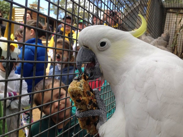 看到这么多来祝寿的人潮,佛莱德开心地啃着园区为它准备的「特制蛋糕」。