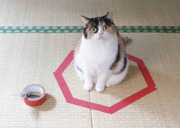 外国有网民发现,只要在地上画圆圈,猫猫便会乖乖坐低。