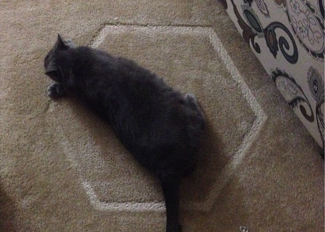 专家指猫猫可能想吸引主人注意,而待在圈内。