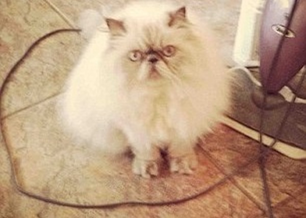 有网民用电线围圈圈,引猫咪“入局”。