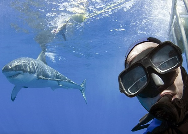 荷兰鲨鱼协会会长在墨西哥湾潜水与大白鲨玩自拍