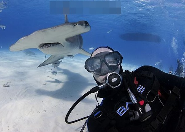 韦尔霍格早前潜水,亦成功与游过的锤头鲨自拍。