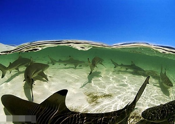 韦尔霍格指出,鲨鱼并不如想像中可怕。