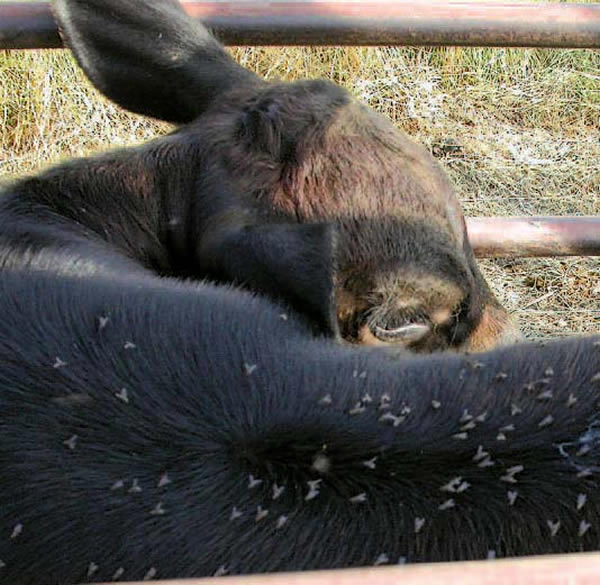 ��ҽ����ѧ���о���ռ��ʬ���������Э���ж�����ʱ�䡣