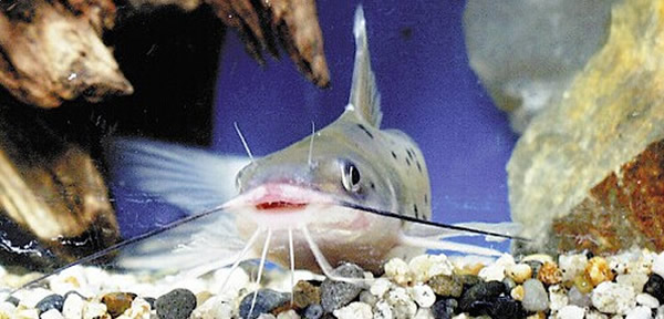 日本琵琶湖外来肉食鱼种