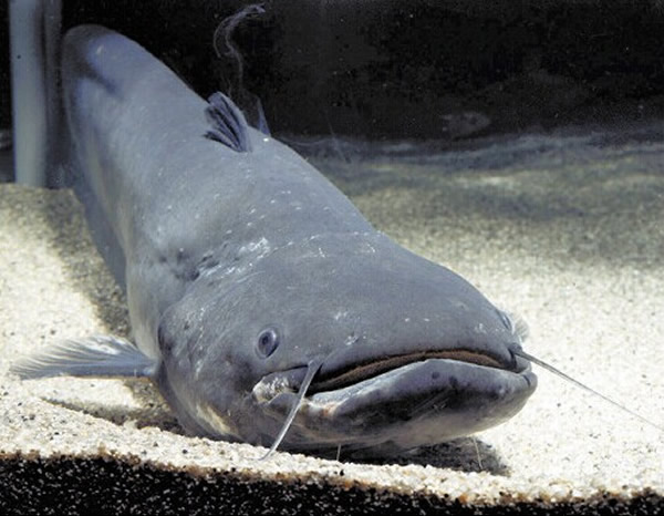 日本琵琶湖固有鱼种