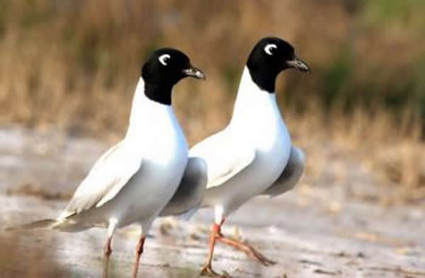 ȫ���ů��������ƻ�����Ϊ��������������Ÿ���Ͼ���·