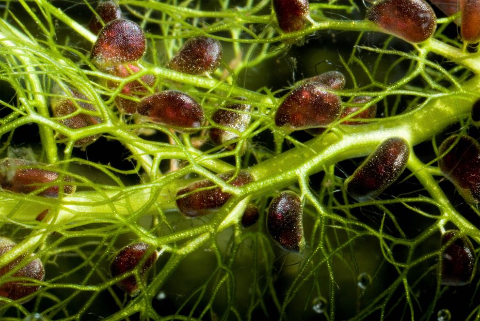 肉食植物双形花狸藻(Utricularia dimorphantha)以捕虫囊捕捉猎物。摄影:BARRY RICE, VISUALS UNLIMITED/COR