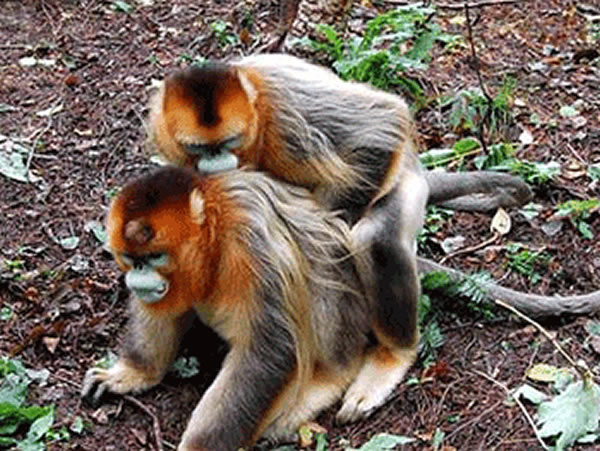 һ�ιٷ�������ũ��Ұ�˿ƿ��������д�������˽�˿�ﲢ���������֡�