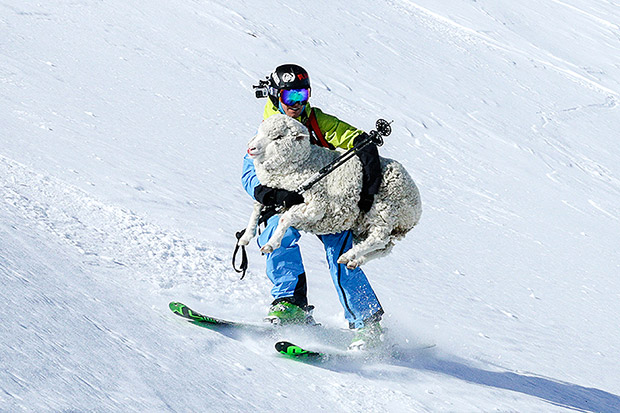 新西兰滑雪见到一只绵羊从山上滚下来,即展开救援