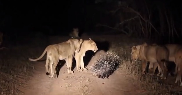 南非克留格尔国家公园落单豪猪吓退17头狮子