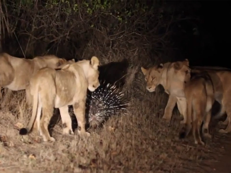 南非克留格尔国家公园落单豪猪吓退17头狮子