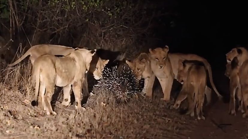 南非克留格尔国家公园落单豪猪吓退17头狮子