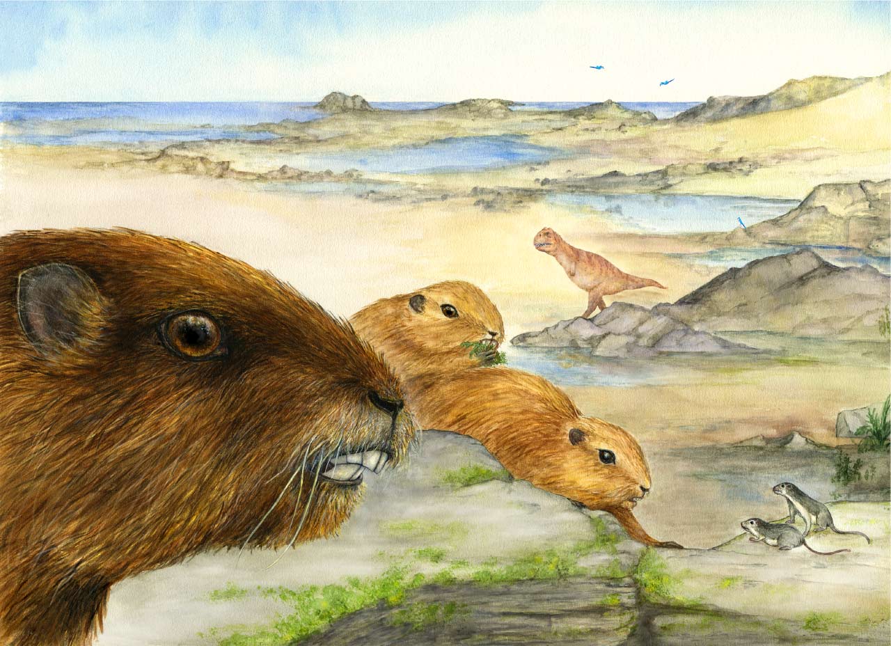 马达加斯加发现6600万年前恐龙时代第二大哺乳动物Vintana sertichi化石的复原图